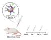 Researchers hit the target: they transport microRNAs against Muscular Dystrophy to muscle stem cells using nanoparticles